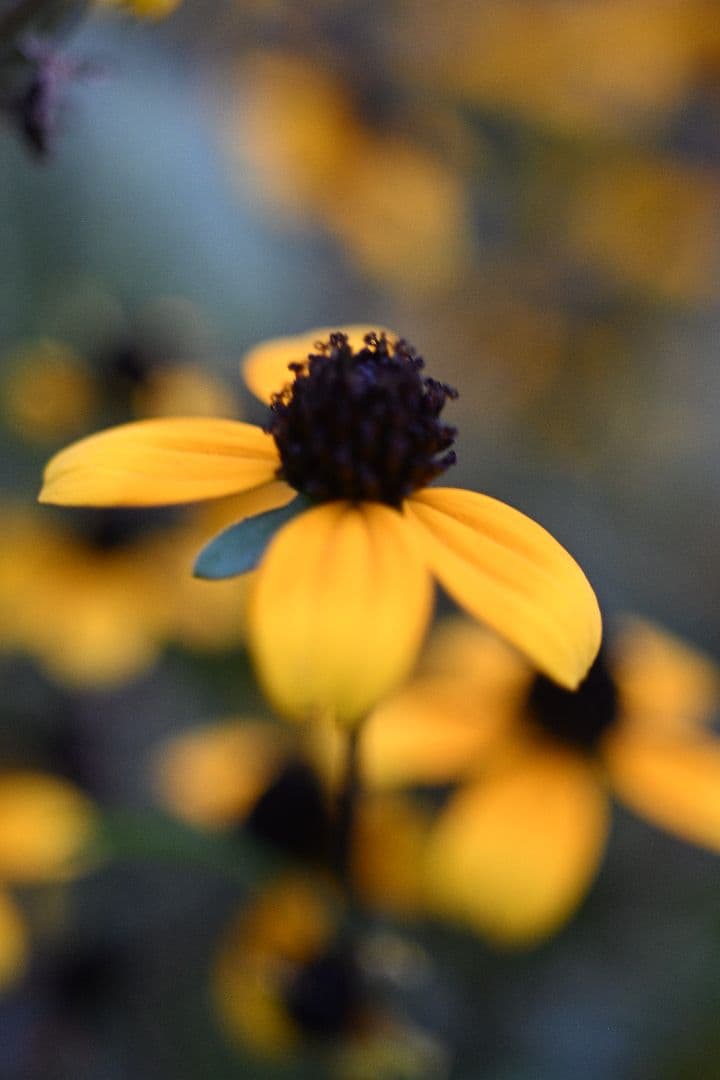 EL Nikkor 50mmf2.8 Nikon Zマウントアダプター付