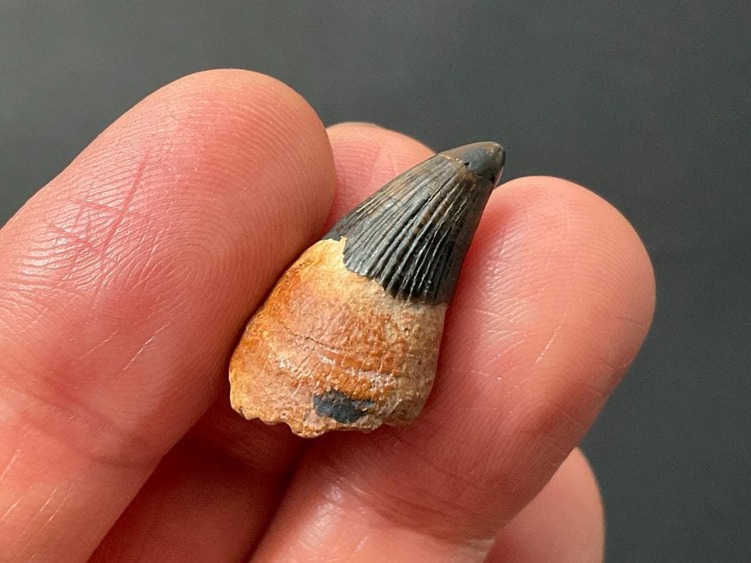 イクチオサウルス 歯 [IC1] 化石 恐竜