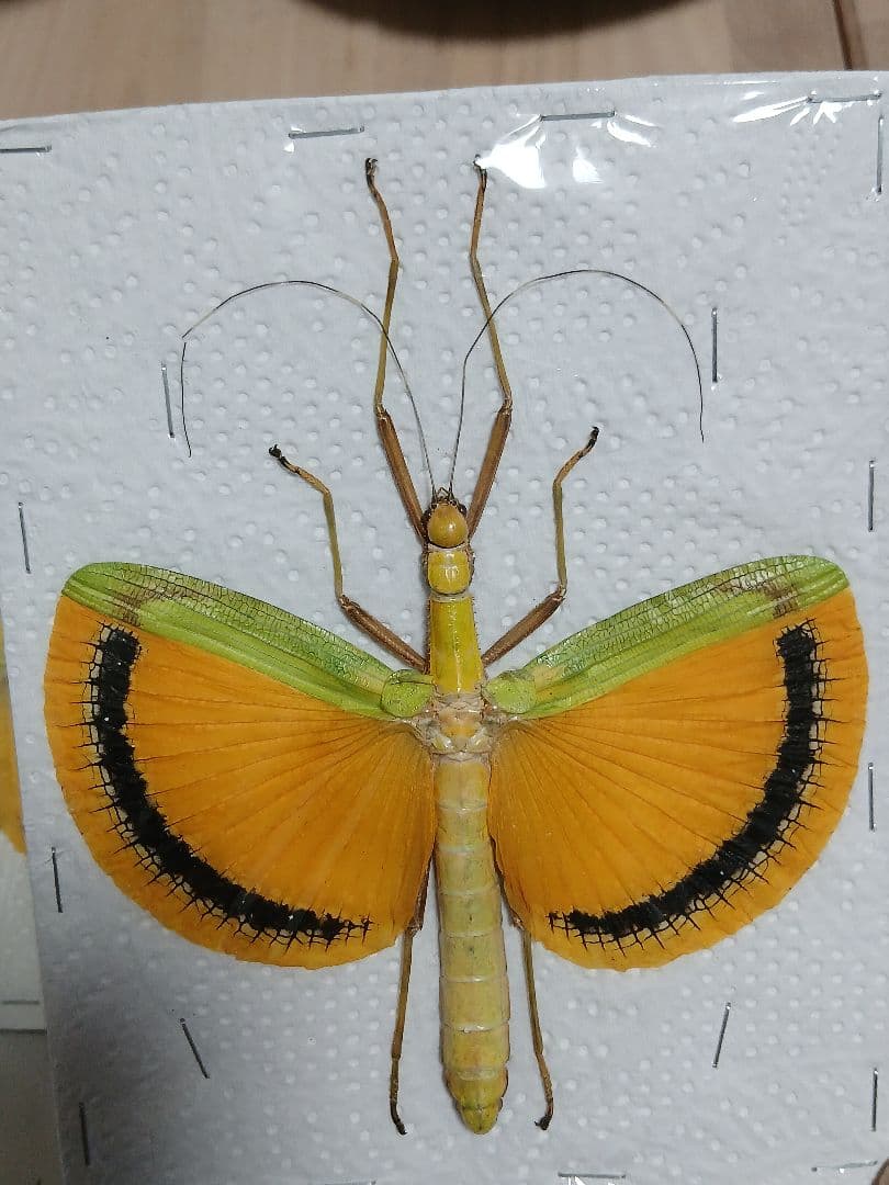 海外産標本｜マレーシア産 ナナフシ（竹節虫）昆虫標本