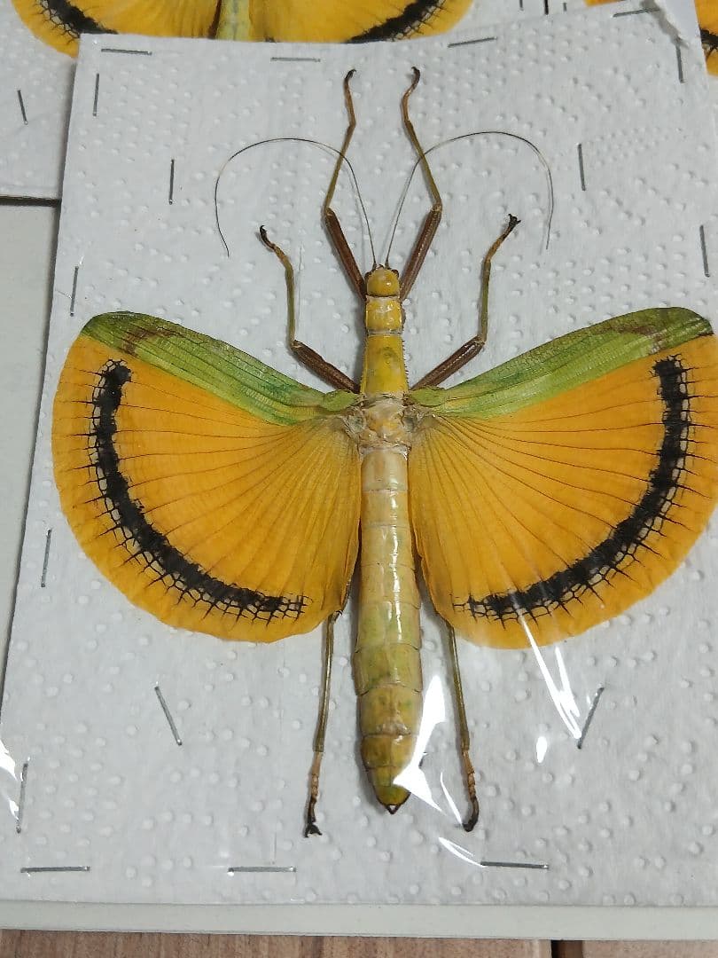 海外産標本｜マレーシア産 ナナフシ（竹節虫）昆虫標本