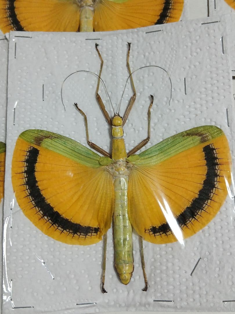 海外産標本｜マレーシア産 ナナフシ（竹節虫）昆虫標本