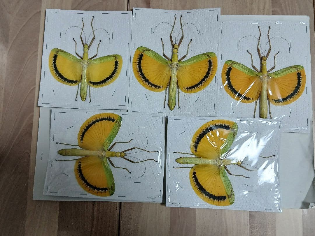 海外産標本｜マレーシア産 ナナフシ（竹節虫）昆虫標本