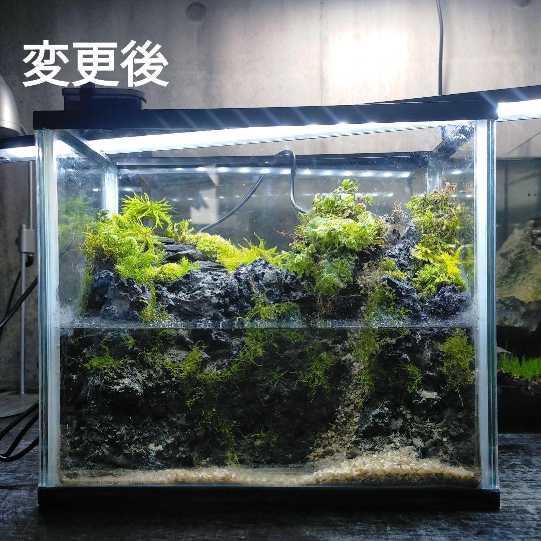 滝の流れるアクアテラリウム　イモリウムきなこもち