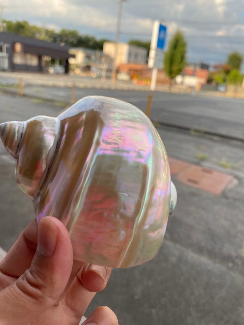 夜光貝　まとめ5個セット　美品　12-14cm 置物