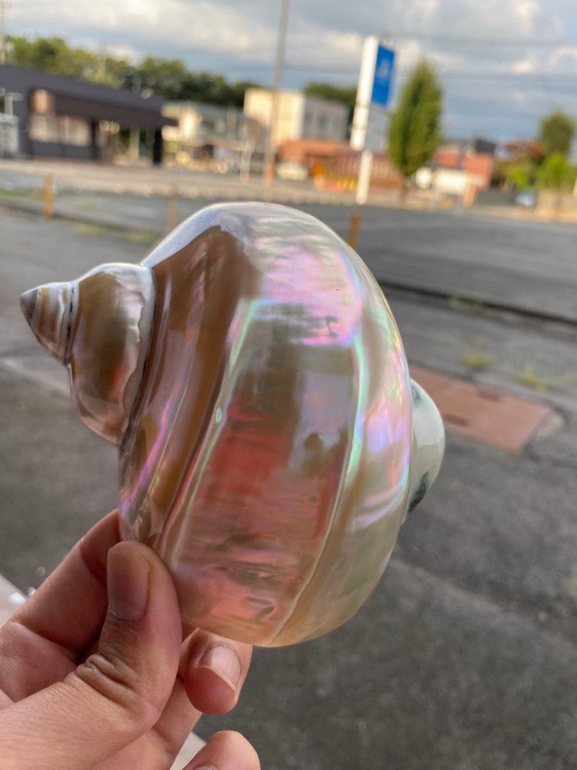 夜光貝　まとめ5個セット　美品　12-14cm 置物