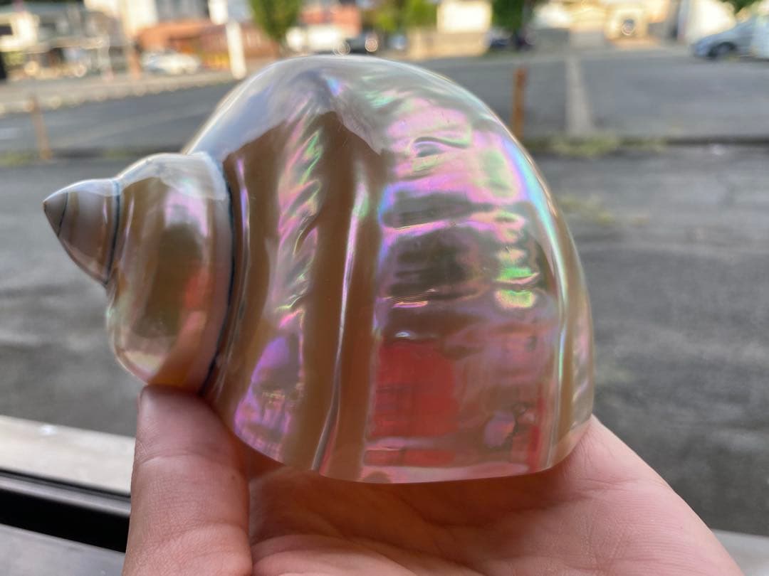 夜光貝　まとめ5個セット　美品　12-14cm 置物