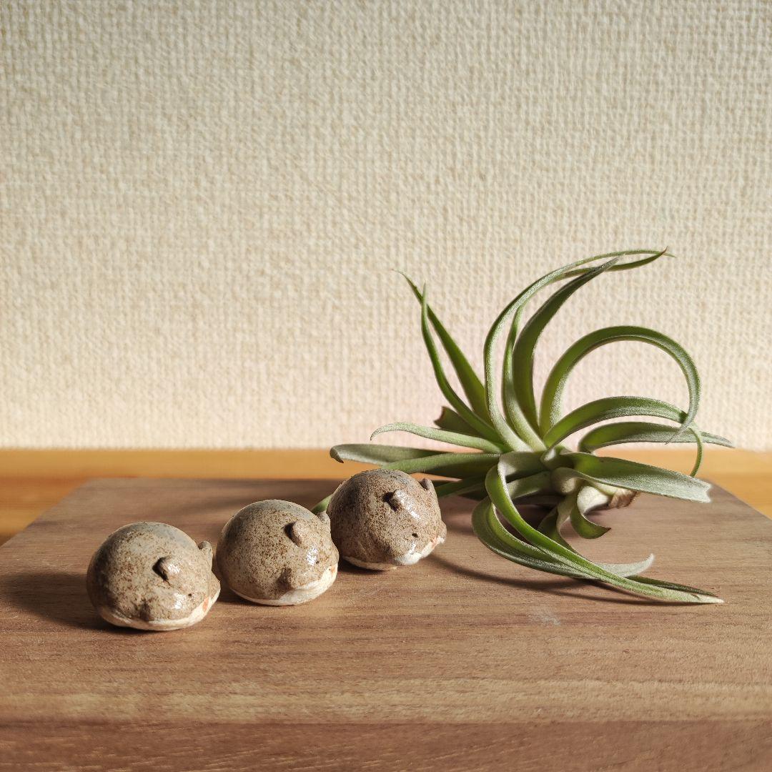 ハムスターの家族