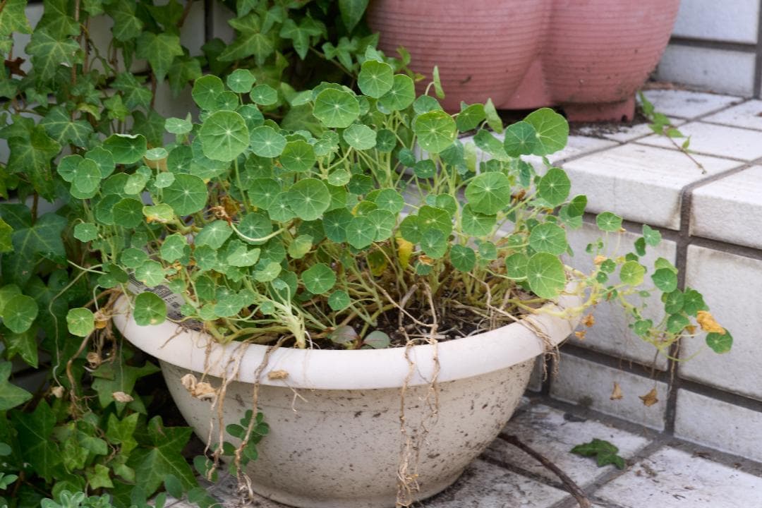 LEICA CL 50周年記念モデル / SUMMICRON-C 40mm f2