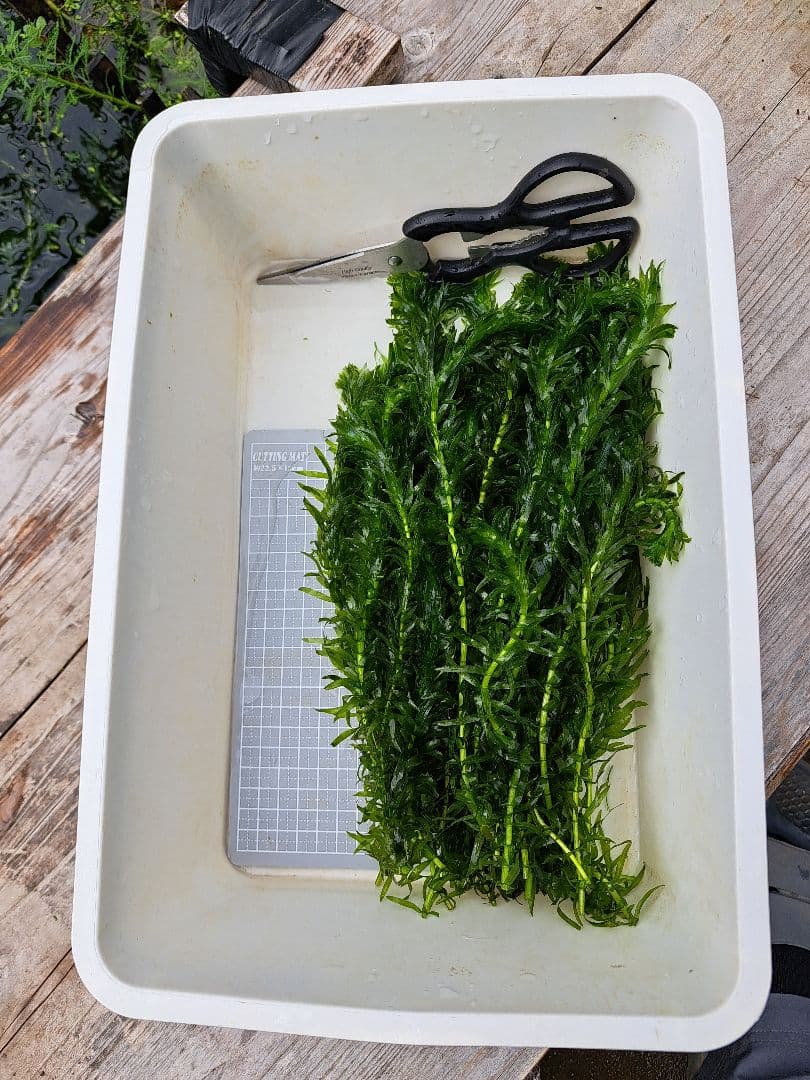 【1000本】天然 アナカリス