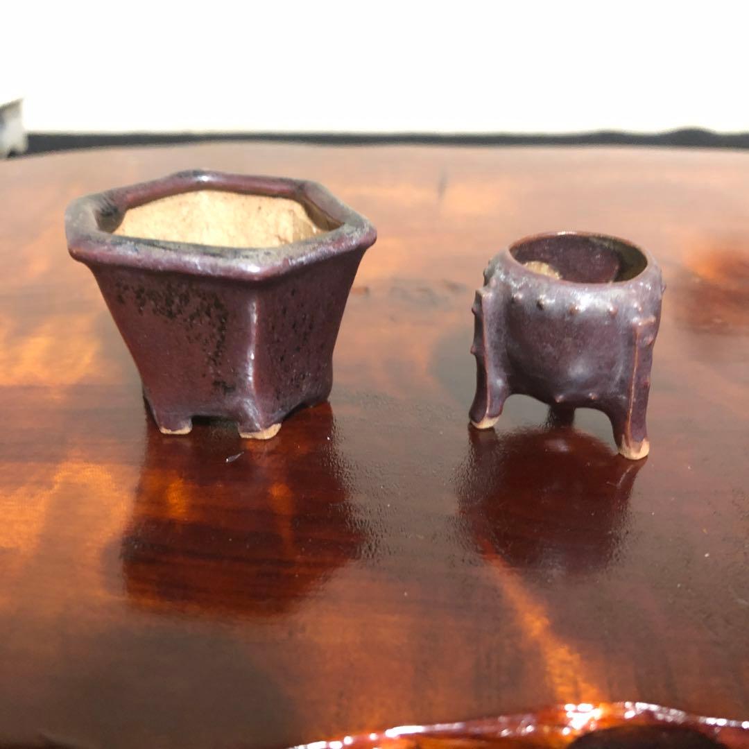 小品盆栽　サボテン　植物鉢 8点組　絵柄6点　小餅庵2点