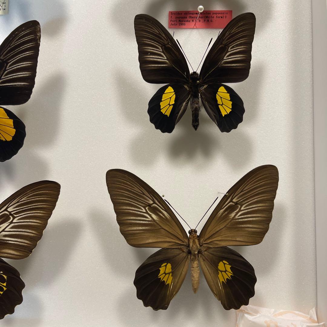 キシタアゲハ　9頭