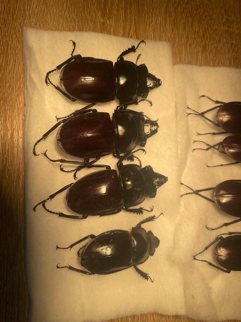 ヤエヤママルバネクワガタ石垣規制前　6日まで値下げ