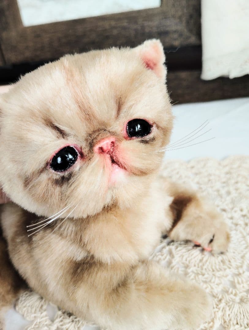 高級ファー♡エキゾチックショートヘア♡子猫のベルちゃん♡アートドール♡ぬいぐるみ