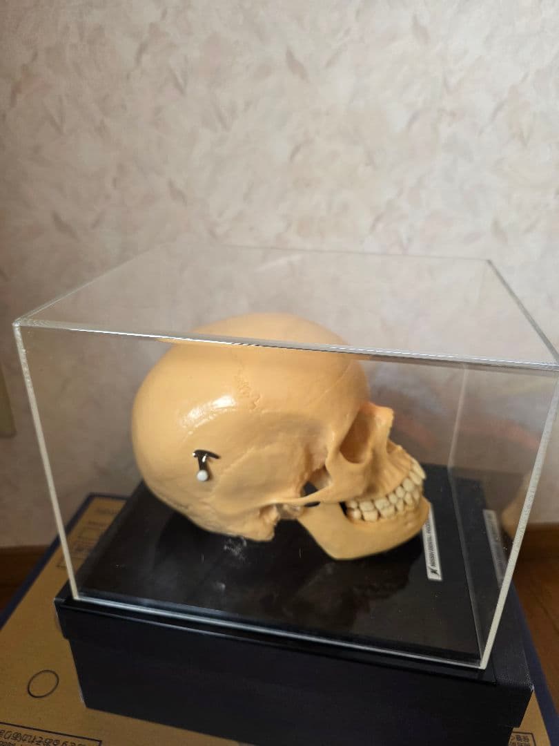 NISSIN DENTAL PRODUCTS 頭蓋骨模型 アンティーク ガイコツ