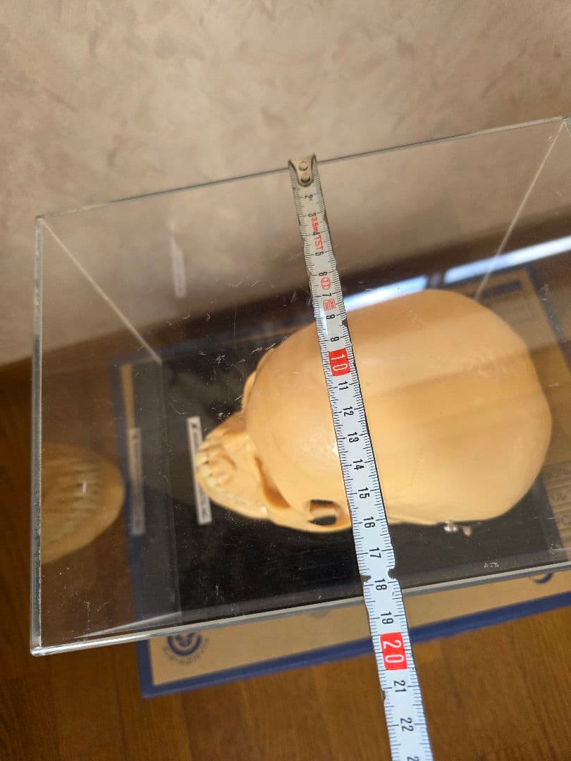 NISSIN DENTAL PRODUCTS 頭蓋骨模型 アンティーク ガイコツ