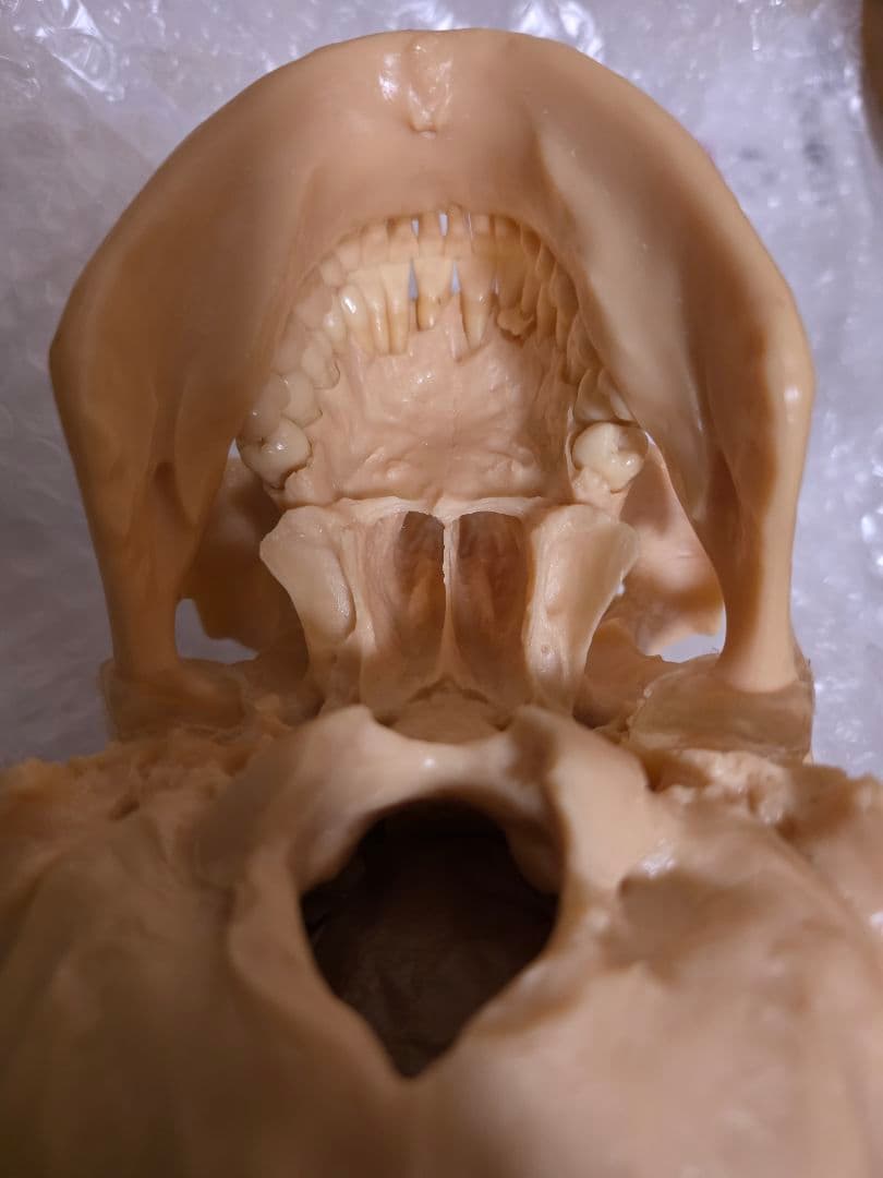 NISSIN DENTAL PRODUCTS 頭蓋骨模型 アンティーク ガイコツ