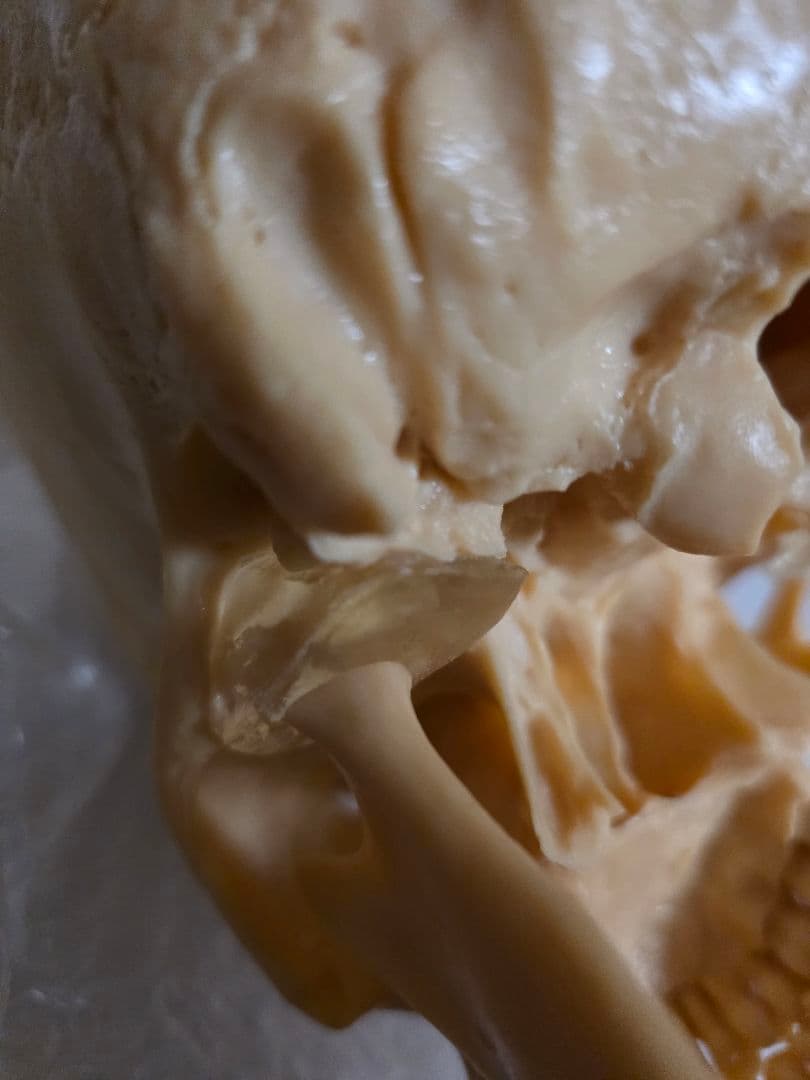 NISSIN DENTAL PRODUCTS 頭蓋骨模型 アンティーク ガイコツ