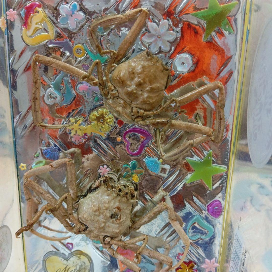 稀少平家怨霊讃岐國屋島檀ノ浦長門國下関壇之浦源平合戦凹凸立体平家蟹鬼面蟹標本飾り