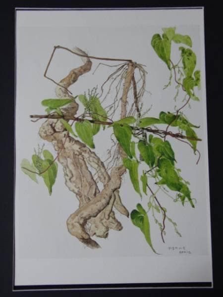 小磯良平、やまのいも、薬用植物画、版上サイン入り、新品額付