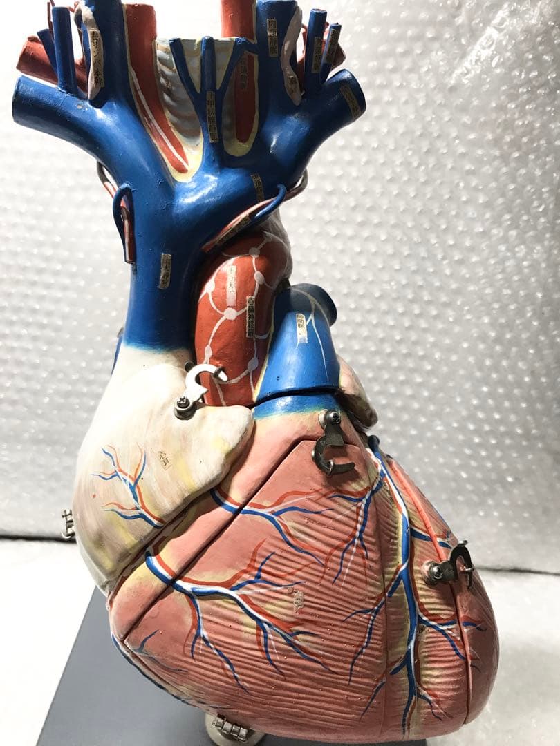 心臓構造模型A型 京都科学♡