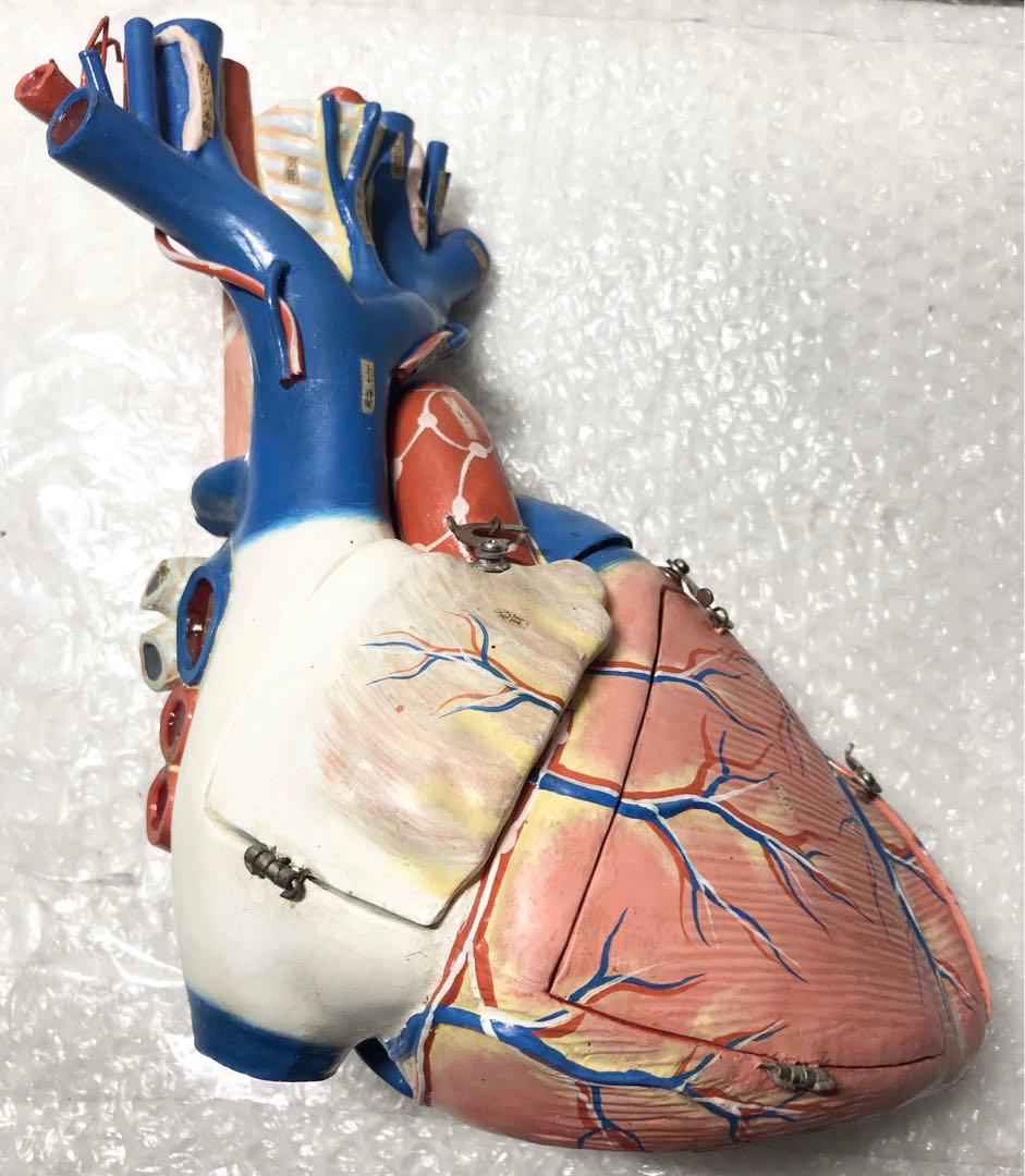 心臓構造模型A型 京都科学♡
