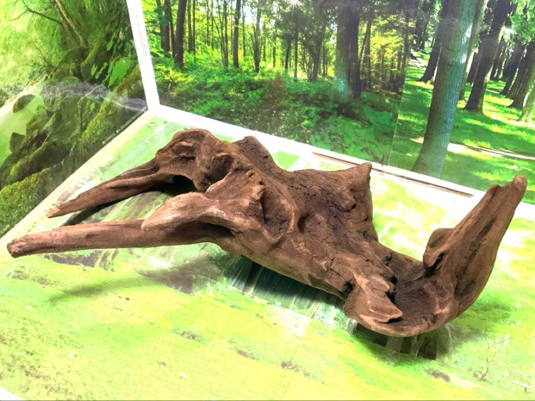 ココタルト　3点♪大ツノ2本のイケメン大型ホーンウッド等