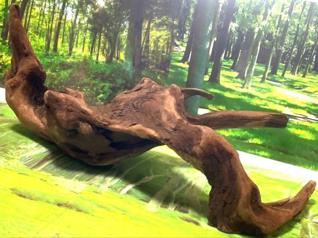 ココタルト　3点♪大ツノ2本のイケメン大型ホーンウッド等