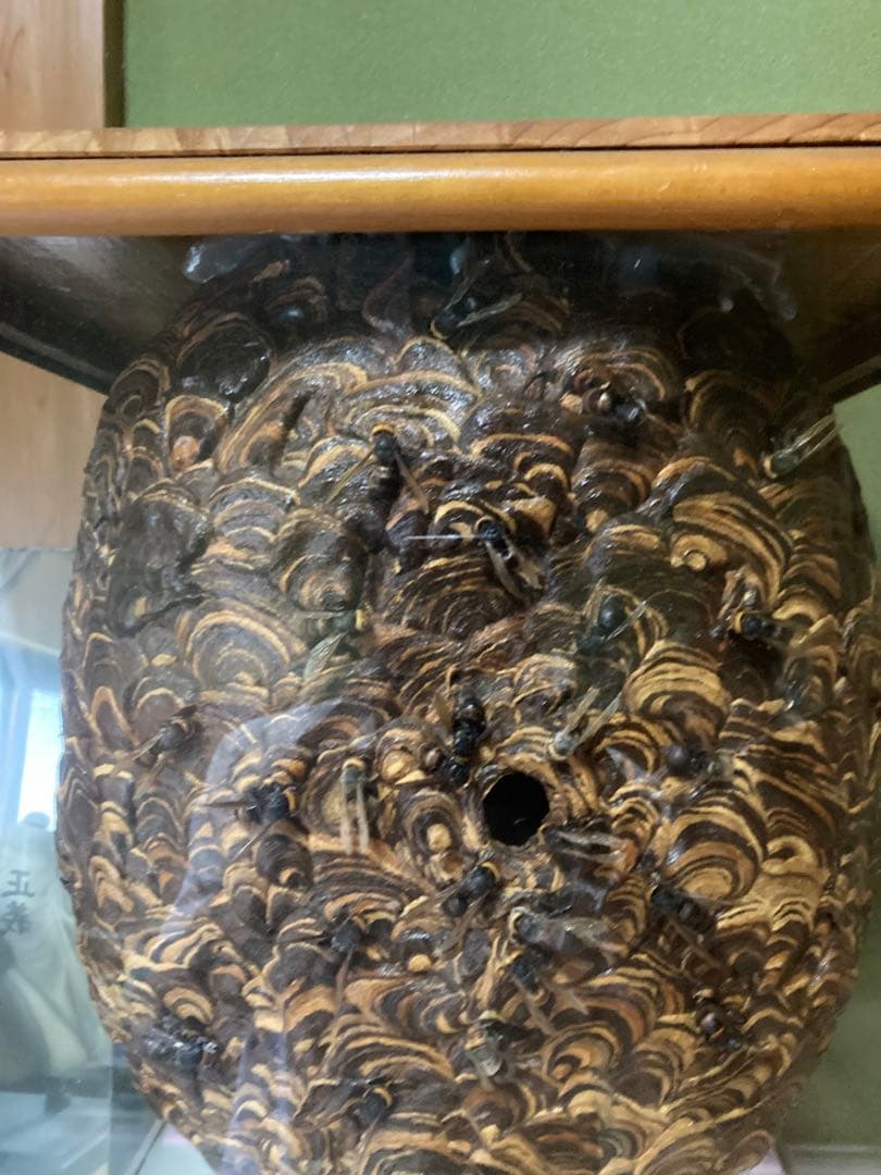 スズメバチの巣