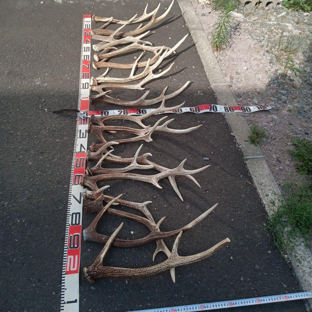 ク*ト様 天然鹿の角 犬用おもちゃ 工芸品などに　２番