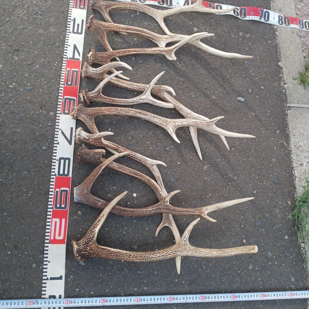 ク*ト様 天然鹿の角 犬用おもちゃ 工芸品などに　２番