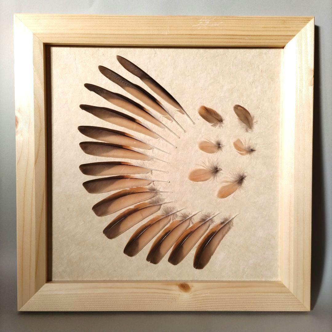 【匿名配送】ツグミ 羽根 風切 アートフレーム