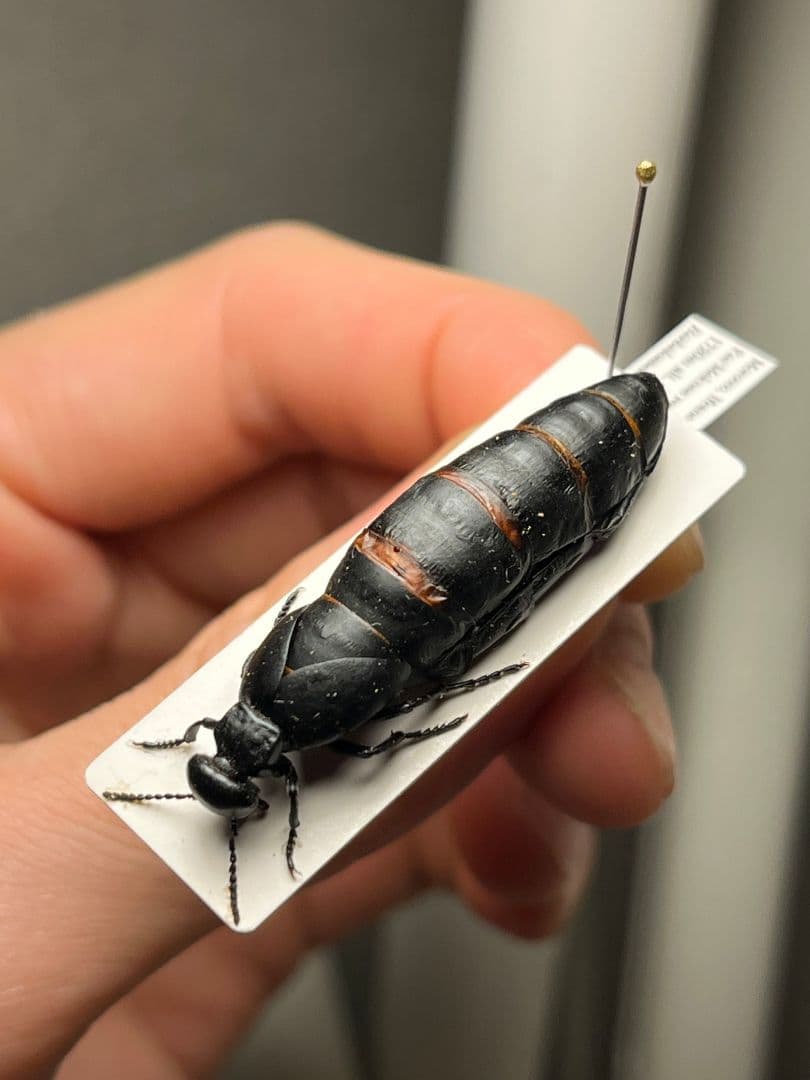 【36mm】ツチハンミョウ モロッコ産 オサムシマイマイカブリ 昆虫標本