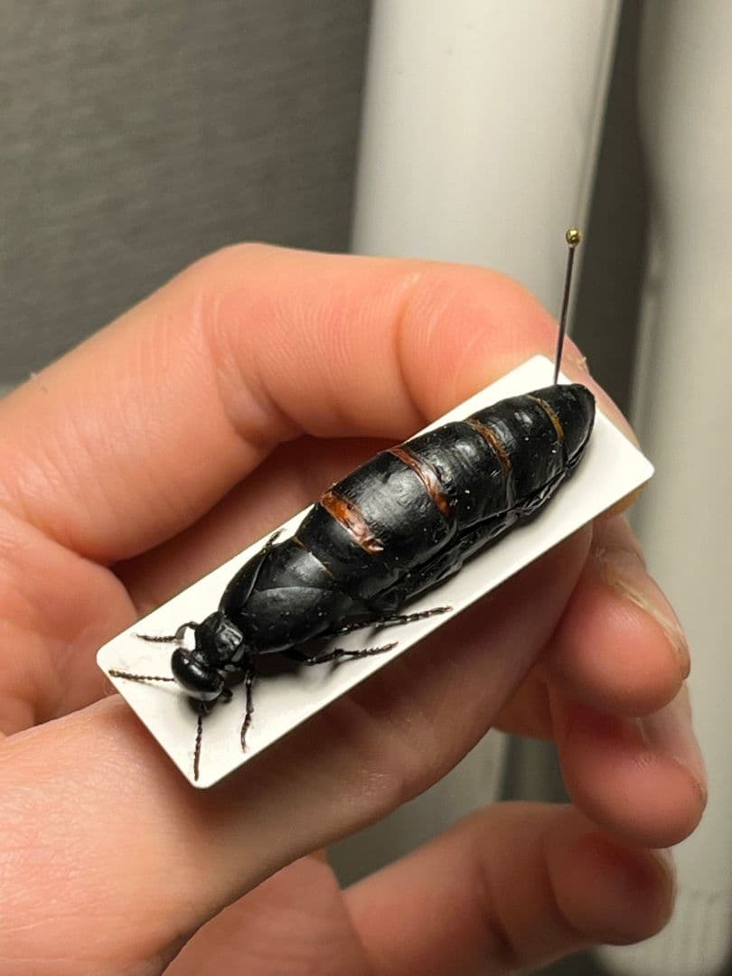 【36mm】ツチハンミョウ モロッコ産 オサムシマイマイカブリ 昆虫標本