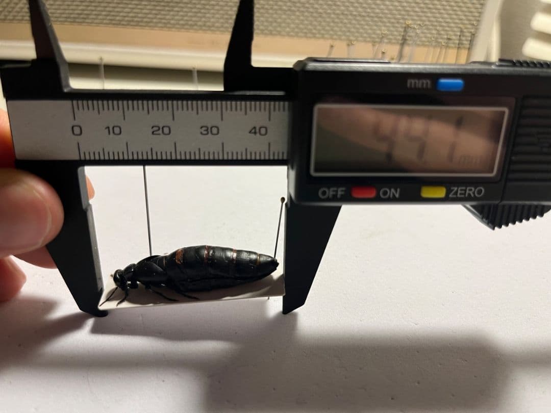 【36mm】ツチハンミョウ モロッコ産 オサムシマイマイカブリ 昆虫標本