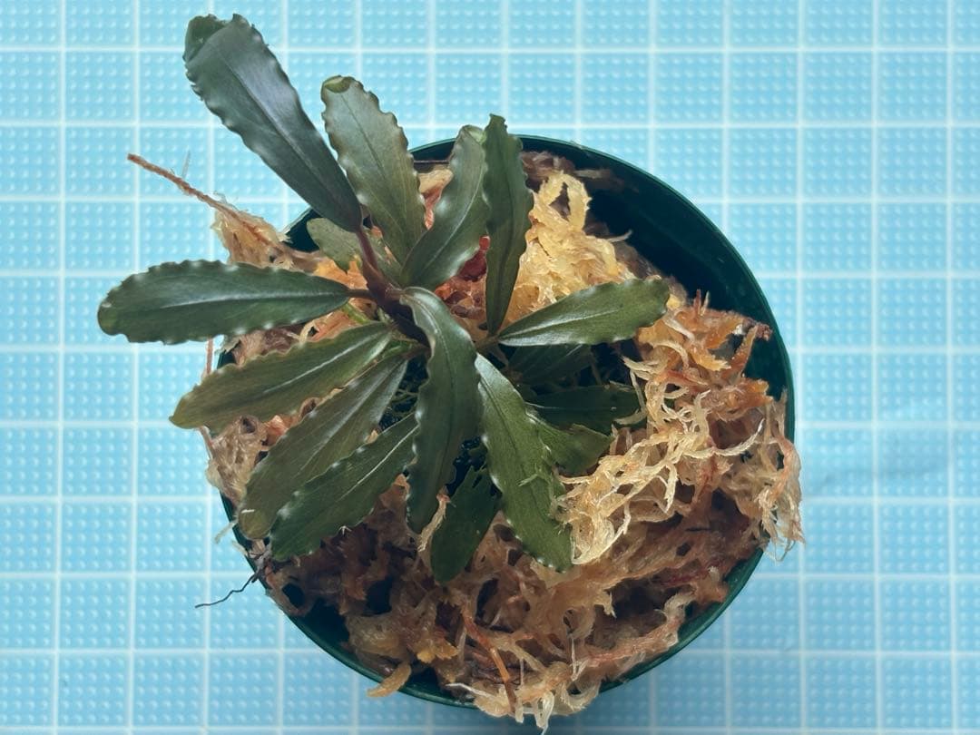 て*ん様 ブセファランドラspオーロラ