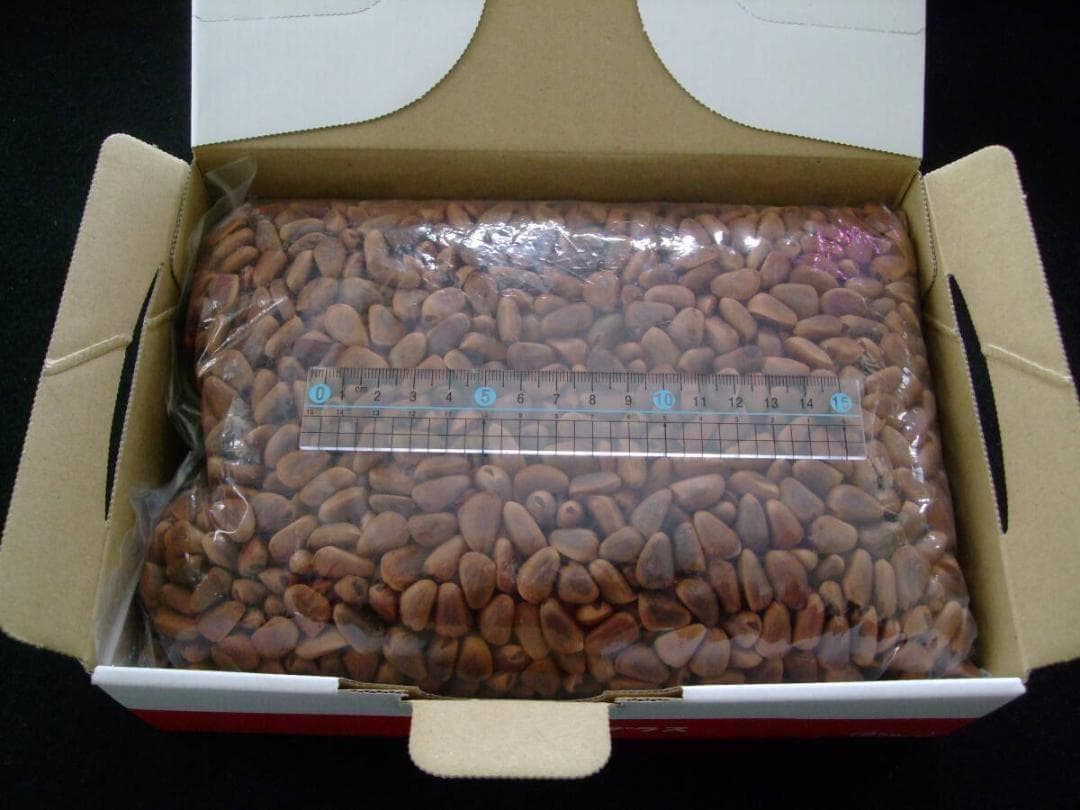 【エゾリスの大好物】 北海道産 天然 松の実(チョウセンゴヨウ) 1.5kg