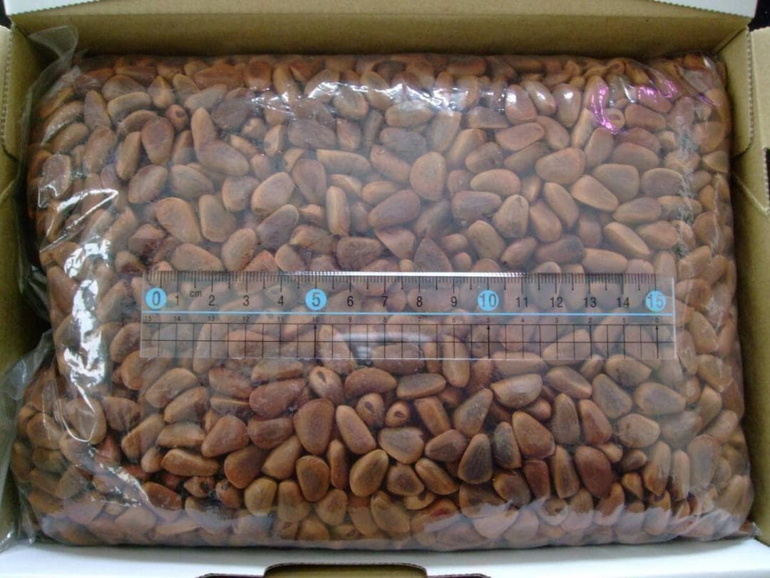 【エゾリスの大好物】 北海道産 天然 松の実(チョウセンゴヨウ) 1.5kg