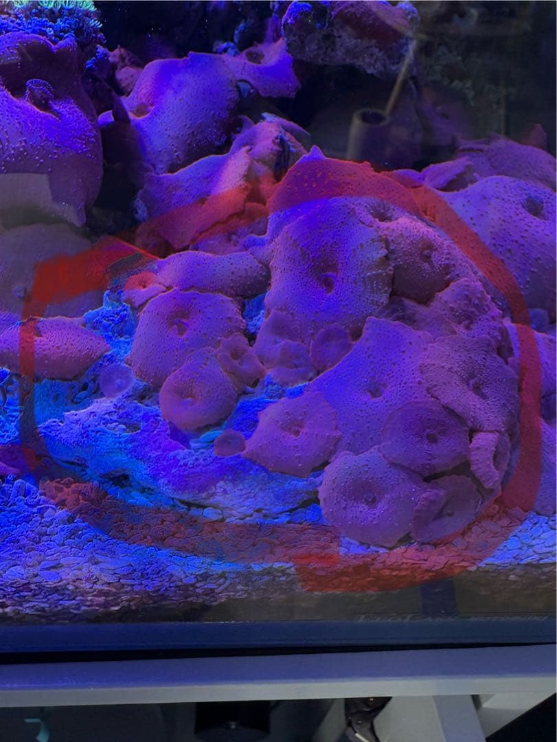 ディスクコーラルレッド　ライブロックつき ポリプ20個