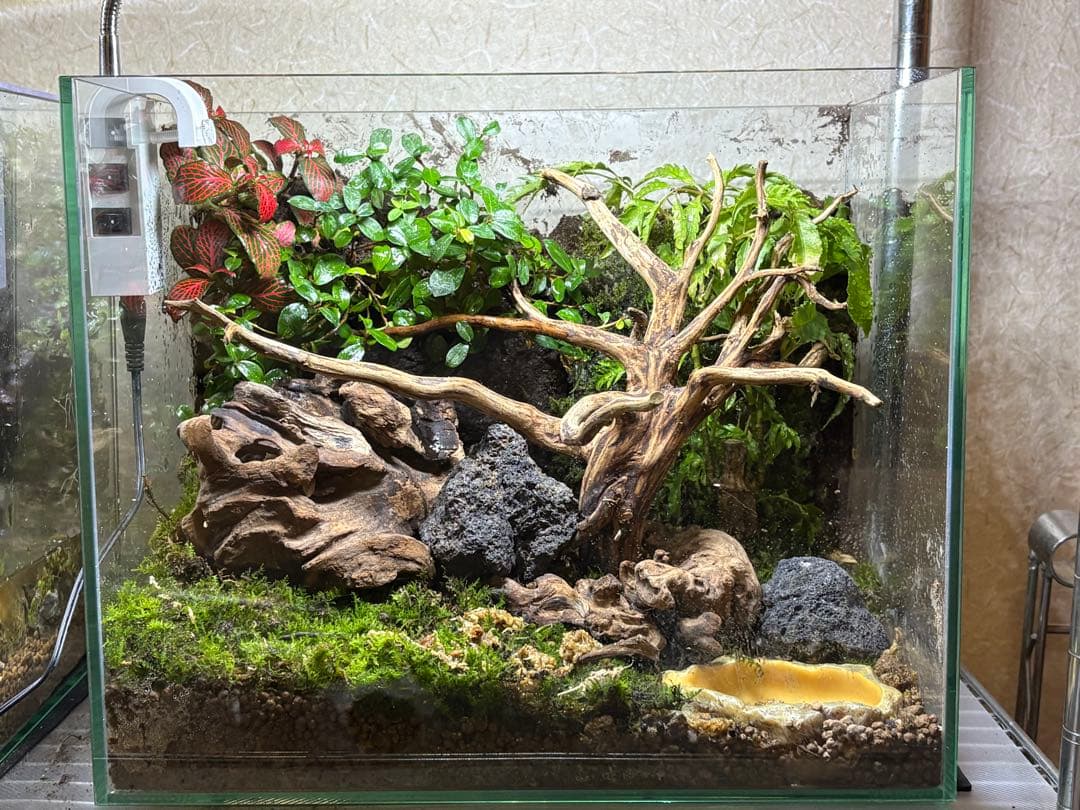 照明付き！両生類の飼育可能！テラリウムガラス水槽