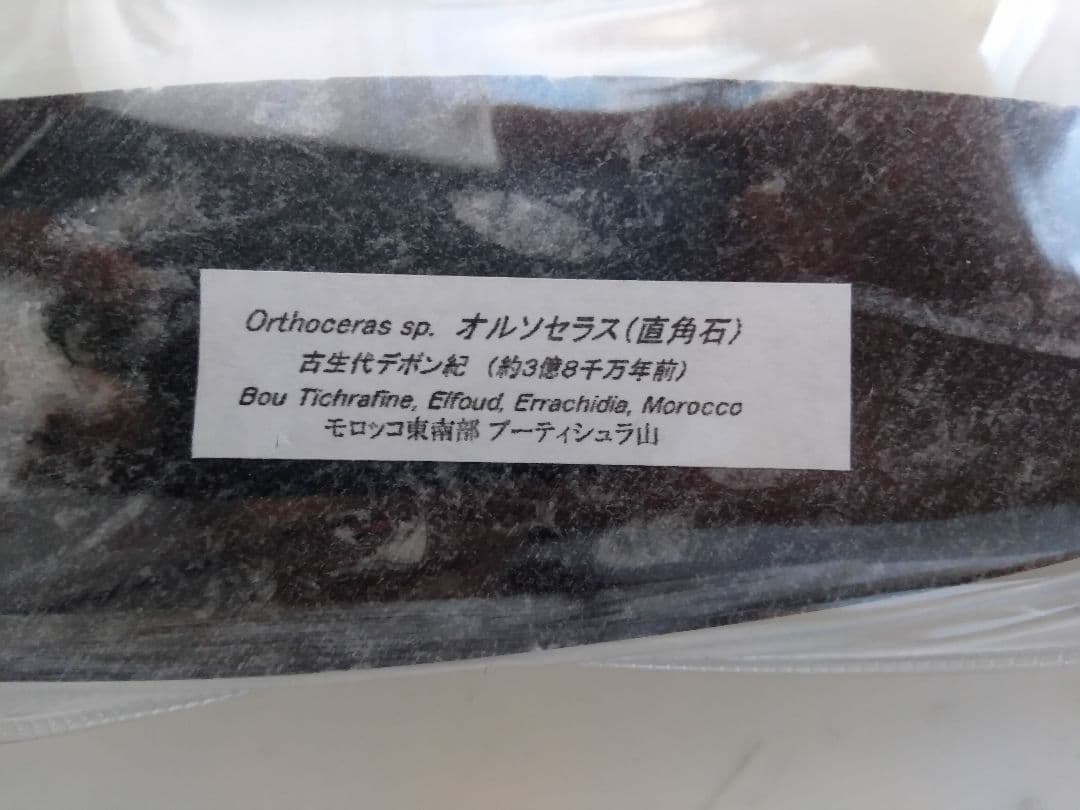 直角石　モロッコ・ブーティシュラ山産 化石