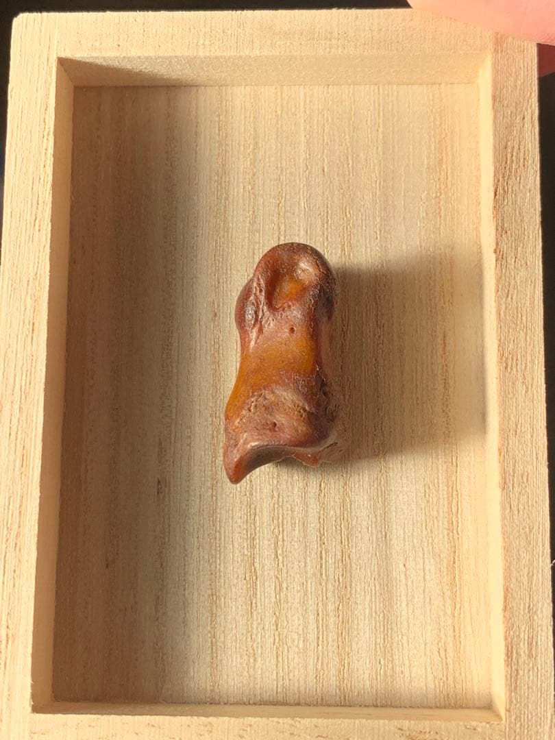 呪物　カパラ　チベット　カパーラ　頭蓋骨　クマントーン　プラクルアン　根付　密教