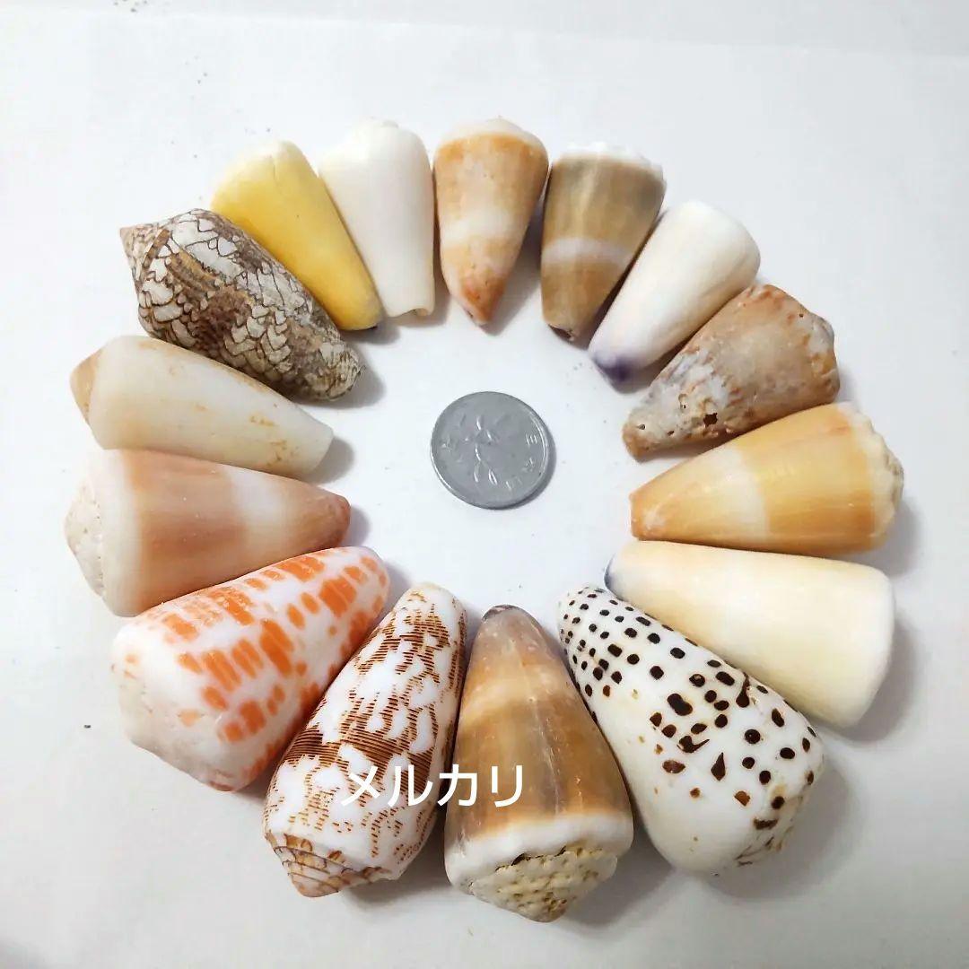 イモガイ ハルシャガイ ゴマフイモ クロザメモドキ 貝殻 貝がら 貝 標本