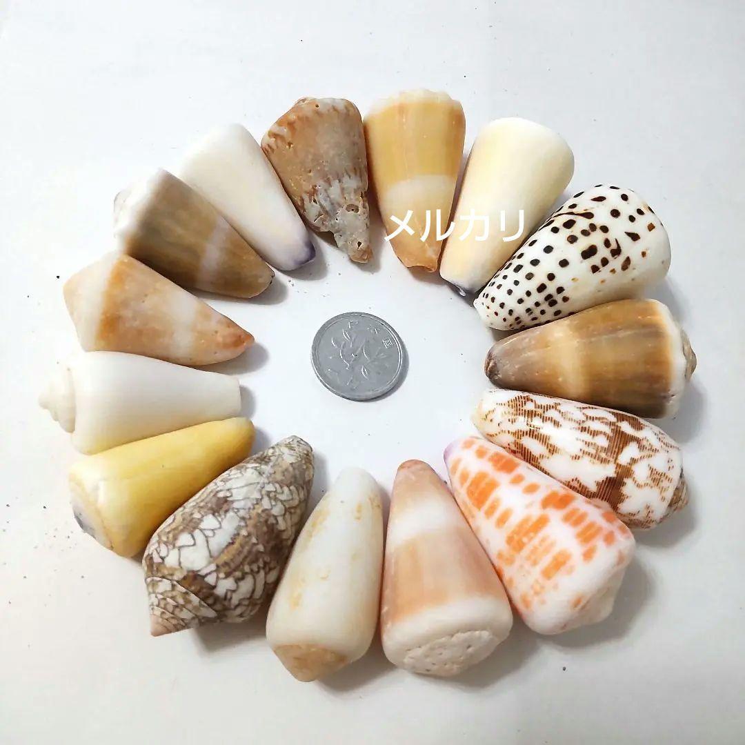 イモガイ ハルシャガイ ゴマフイモ クロザメモドキ 貝殻 貝がら 貝 標本