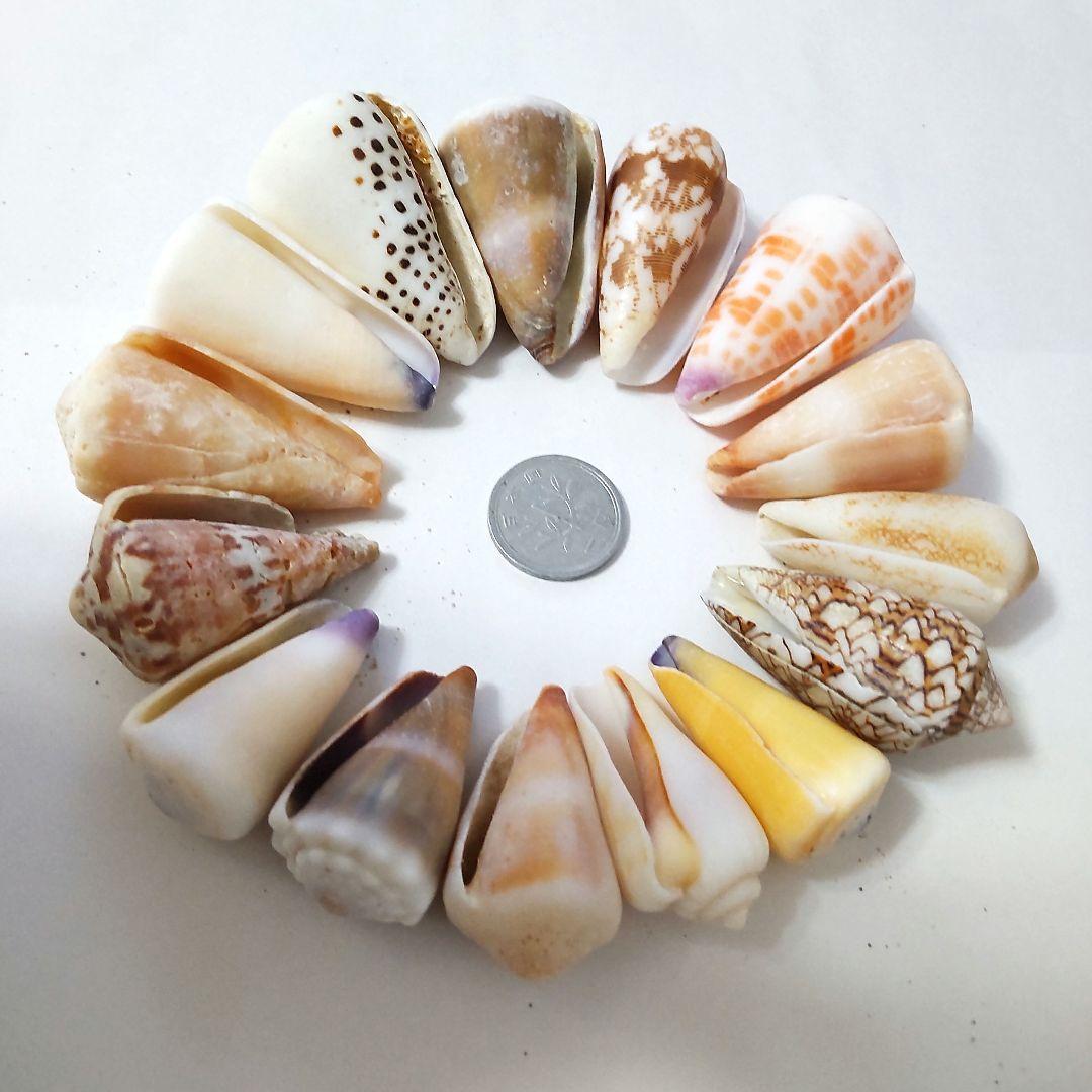 イモガイ ハルシャガイ ゴマフイモ クロザメモドキ 貝殻 貝がら 貝 標本