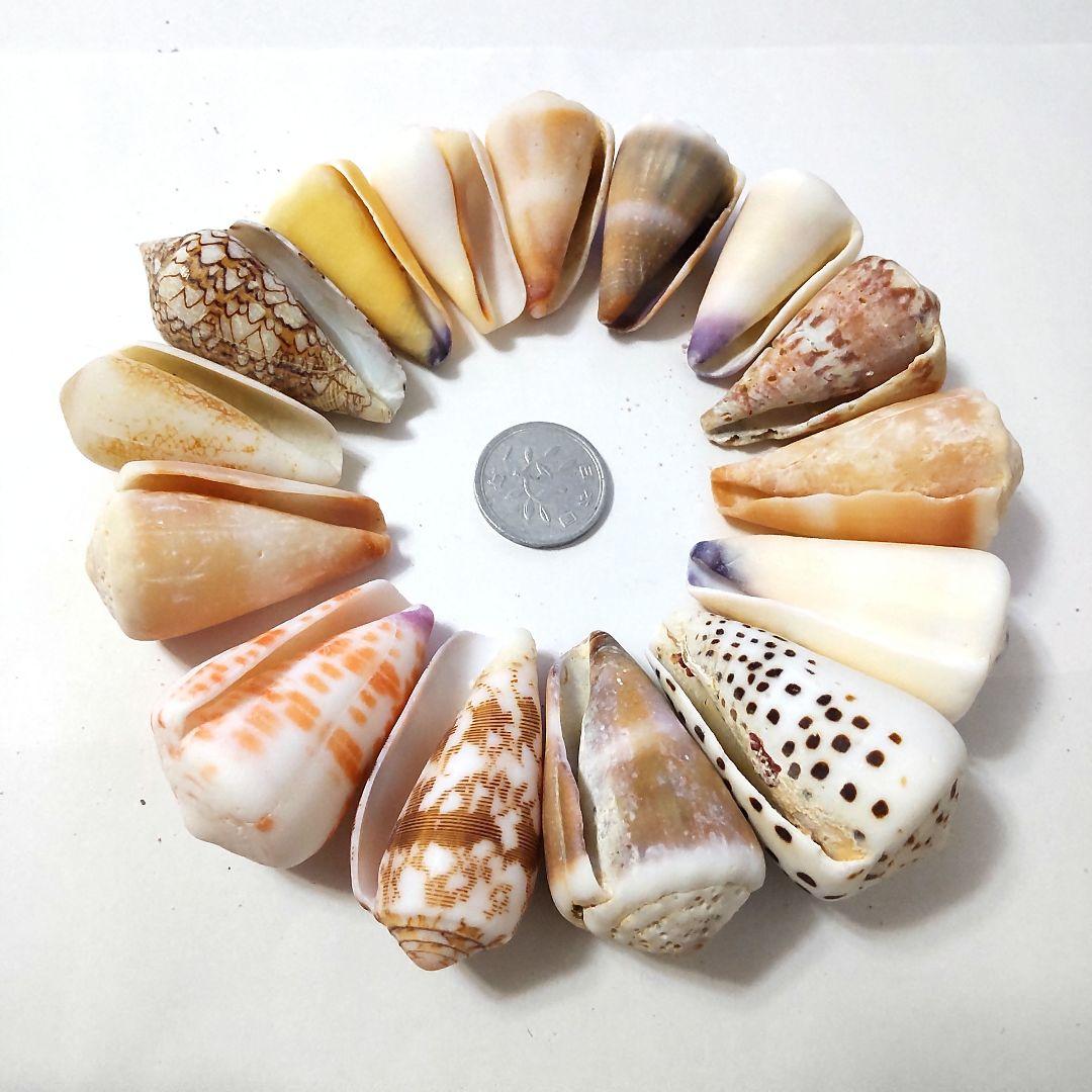 イモガイ ハルシャガイ ゴマフイモ クロザメモドキ 貝殻 貝がら 貝 標本