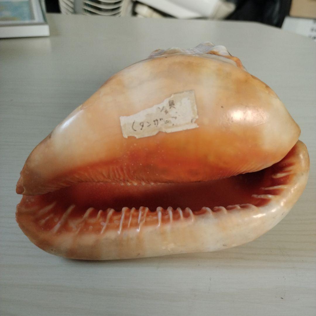 マンボウガイ標本用 タンザニア