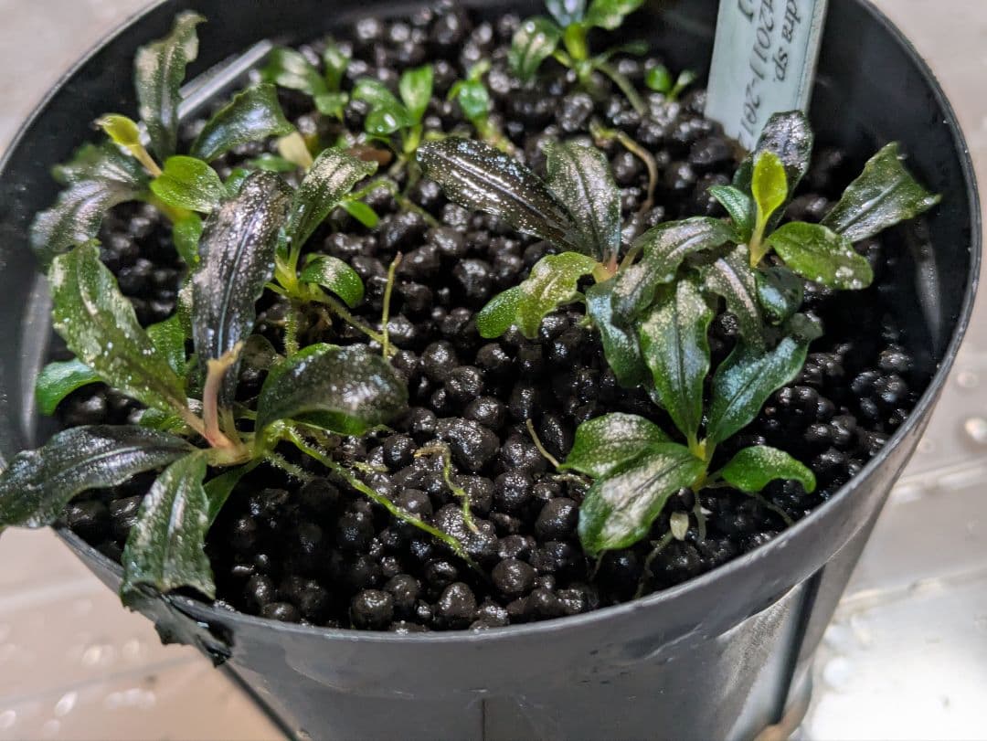 しーん sp. Brownie Ghost2011-2012