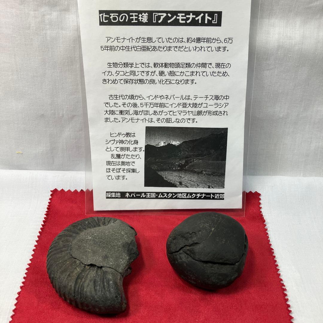 ネパール産のアンモナイト