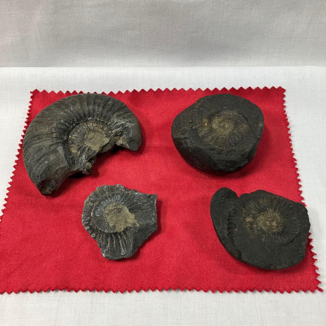 ネパール産のアンモナイト