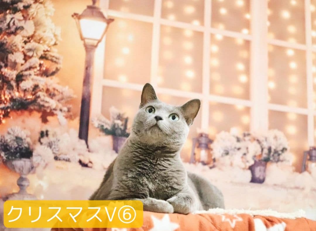 背景布　秋XD③　ペット撮影用フォトブース　ハロウィントリミングチョーカー販売中